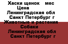 Хаски щенок 3 мес › Цена ­ 20 000 - Ленинградская обл., Санкт-Петербург г. Животные и растения » Собаки   . Ленинградская обл.,Санкт-Петербург г.